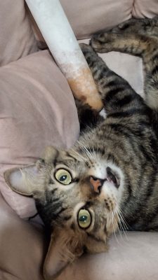 redbeans